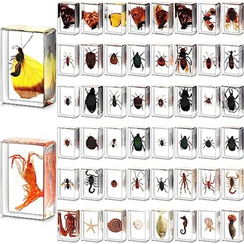 50 Adet Koleksiyonu Farklı Numune Böcek Korunmuş Canlı Ladybugs Çocuklar İçin Bilimsel eğitici oyuncak