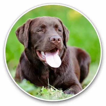 S61702 # Yetişkin Çikolata Labrador Kahverengi Köpek Kendinden yapışkanlı Çıkartması Araba Sticker Su Geçirmez Otomatik Dekorları Tampon Arka Cam Dizüstü Bilgisayar